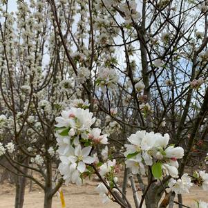 Malus Spring Snow