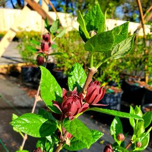 Calycanthus floridus 