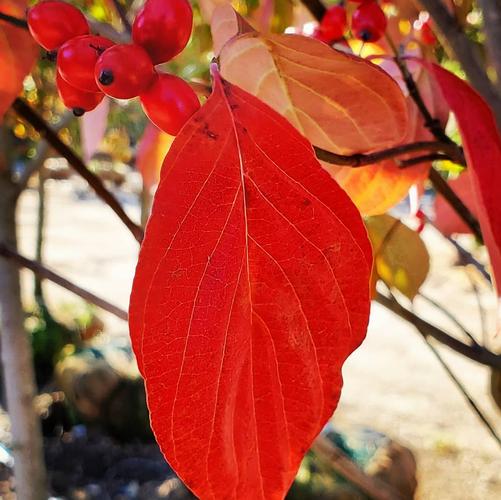 Cornus florida Cherokee Princess