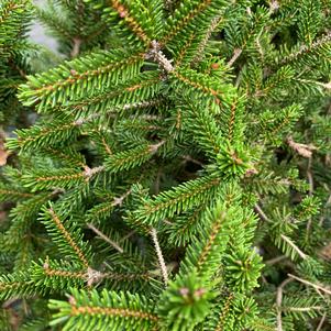 Picea orientalis Gowdy