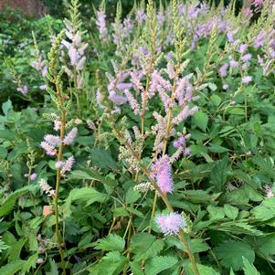 ASTILBE CHINENSIS PUMILA