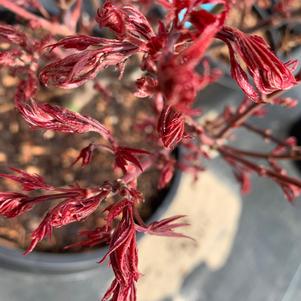 Acer palmatum Shaina