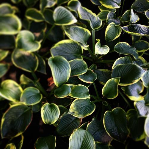 Hosta Frances Williams