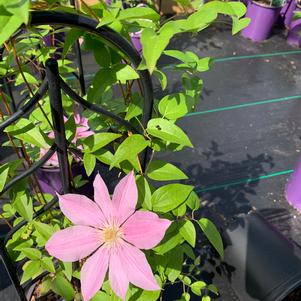 Clematis Sally