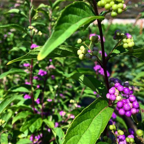 CALLICARPA dichotoma Issai