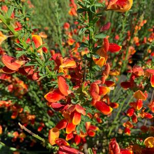 Cytisus scoparius Lena