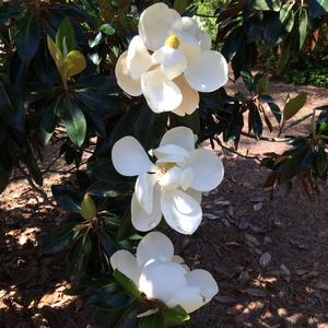 Magnolia grandiflora Little Gem