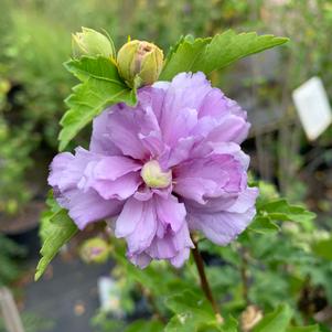 Hibiscus syriacus Blueberry Smoothie™ (PP26662)
