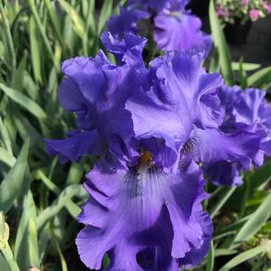 Iris gemanica Blueberry Bliss
