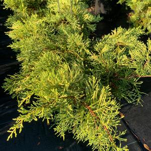 Juniperus x pfitzerian (chinensis x sabina) SAYBROOK GOLD® (995014)