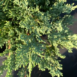 Juniperus horizontalis Wiltonii (Blue Rug)