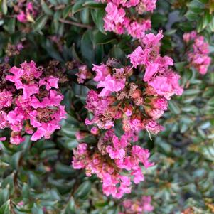 Lagerstroemia indica Chickasaw