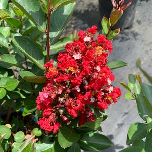 Lagerstroemia indica Victor