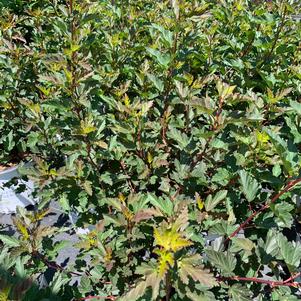 Physocarpus opulifolius Summer Wine® (PP14821) 