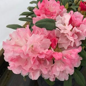 Rhododendron Yaku Princess
