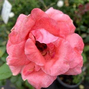 Rosa grandiflora Queen Elizabeth
