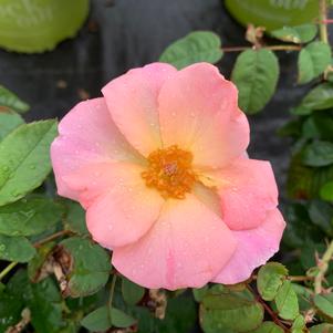 Rosa Knockout® Peachy (PP25628) 