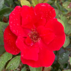 Rosa Knockout® Red (PP11836) 