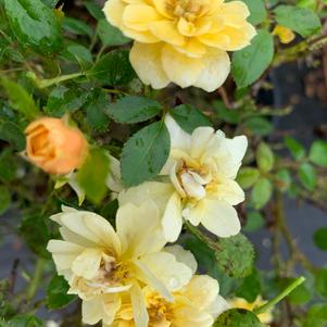 Rosa Sunrosa™ Yellow (PP24313)