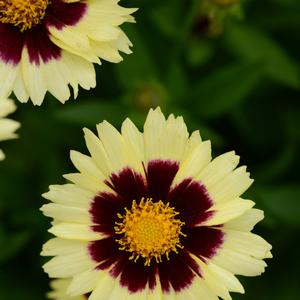 Coreopsis Cream & Red