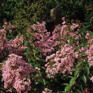 Lagerstroemia indica Choctaw