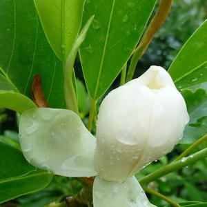 Magnolia virginiana Moonglow&Reg;