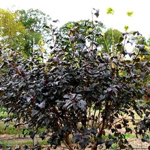 Physocarpus opulifolius Diabolo®