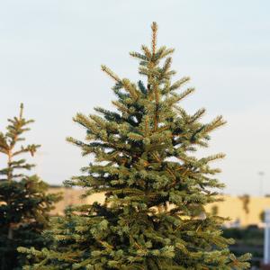 Picea pungens 