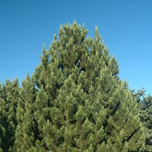 Pinus heldreichii 