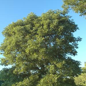 Quercus alba 