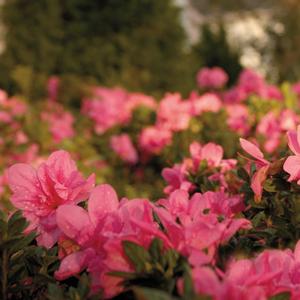Azalea-Rhododendron Encore®Autumn Empress™ 
