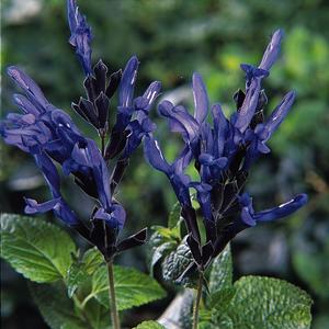 Salvia guaranitica Black & Blue