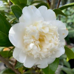 Camellia japonica Man Size