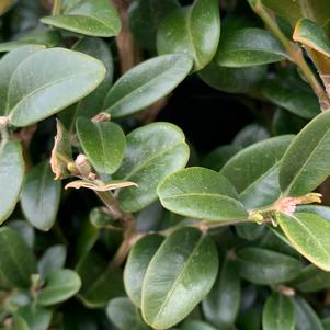 Buxus sempervirens Piney Mountain™