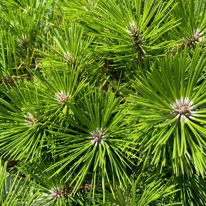 Pinus densiflora Vibrant