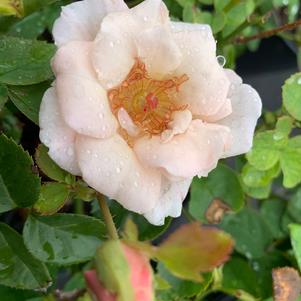 Rosa floribunda Brindabella Dawn™ PP28056