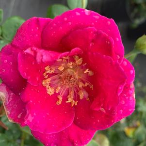 Rosa floribunda Brindabella Purple Prince™ PP28364 