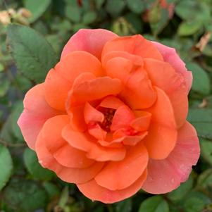 Rosa Knockout® Coral (PP19803) 