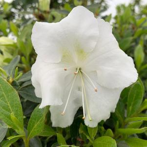 Azalea-Rhododendron Encore®Autumn Angel® PP15277 