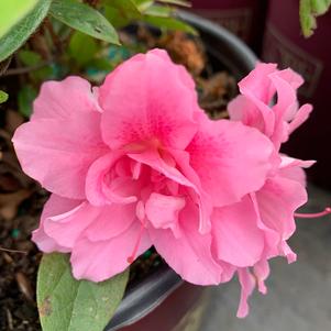 Azalea-Rhododendron Encore®Autumn Carnation®PP15339 
