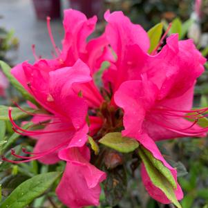 Azalea-Rhododendron Encore® Autumn Carnvial® 