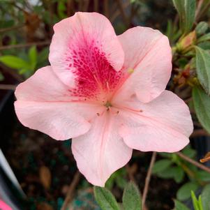 Azalea-Rhododendron Encore®Autumn Chiffon™PP15862 