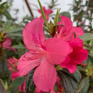 Azalea-Rhododendron Encore®Autumn Jewel®PP25074 