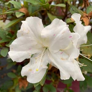 Azalea-Rhododendron Encore®Autumn Lily®PP25073 