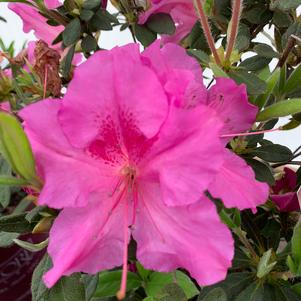 Azalea-Rhododendron Encore®Autumn Royalty®PP10580 