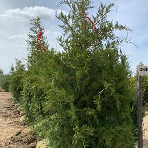 Juniperus virginiana Pendula
