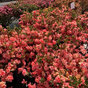 Azalea-Rhododendron Gable hybrid Blaauws Pink
