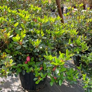 Azalea-Rhododendron Robin Hill hybrid Conversation Piece