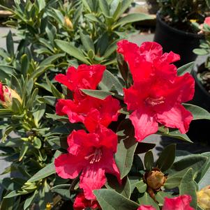 Rhododendron The Honorable Jean Marie De Montague