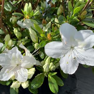 Azalea-Rhododendron Girard hybrid Girards Pleasant White
